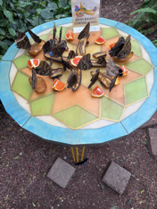 Butterflies feeding at the Biosphere