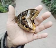 Butterfly at the Biosphere